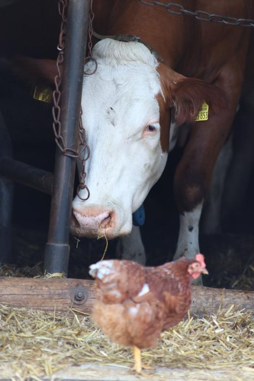 Frau Huhn und Frau Kuh geben sich die Ehre