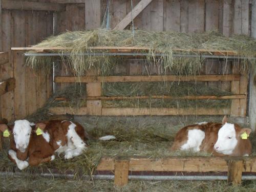 Kuscheliger Kälberstall Kuscheliger Kälberstall