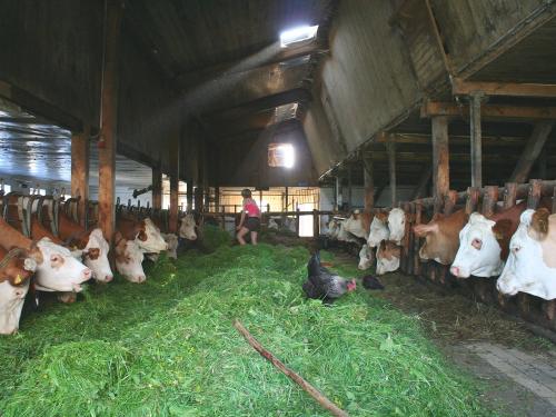 Futtertisch Futtertisch