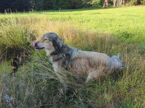 Wiggerl unser Hofhund Wiggerl unser Hofhund