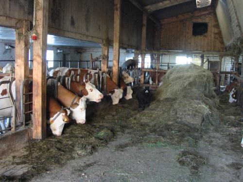 Kuhstall Futtertisch Kuhstall Futtertisch