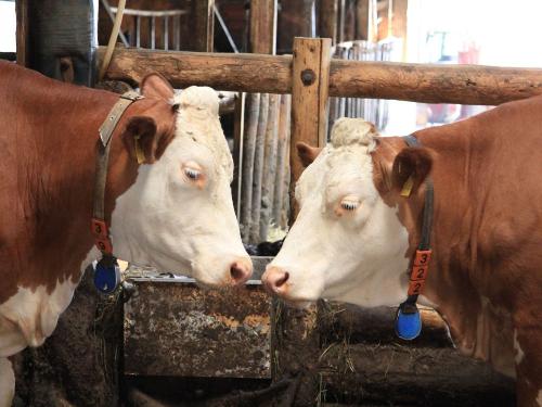 Kuh vs Kuh Kuh vs Kuh