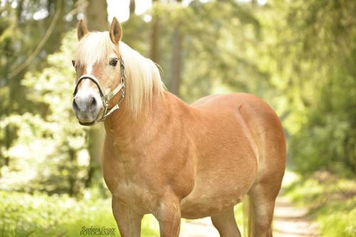 Haflinger Nemo