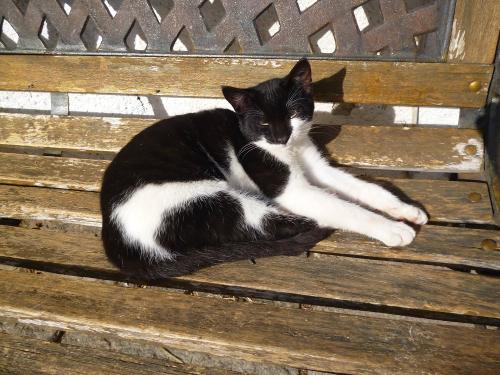 Unsere Katze Mona