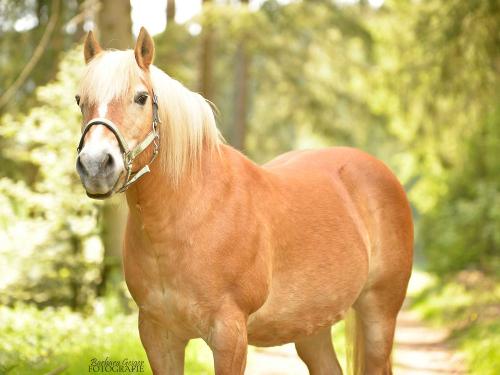 Haflinger Nemo