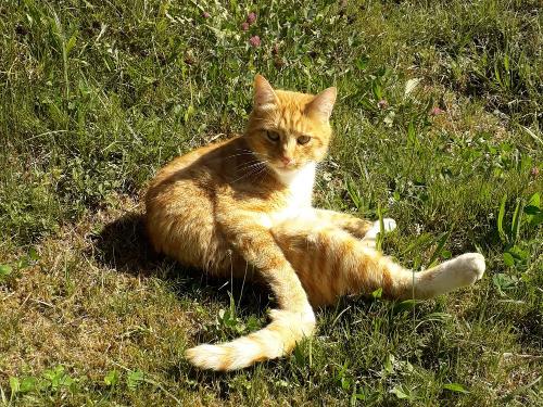 Kater Merlin