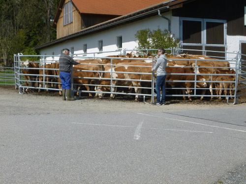 Startbereit auf die Sommerweide