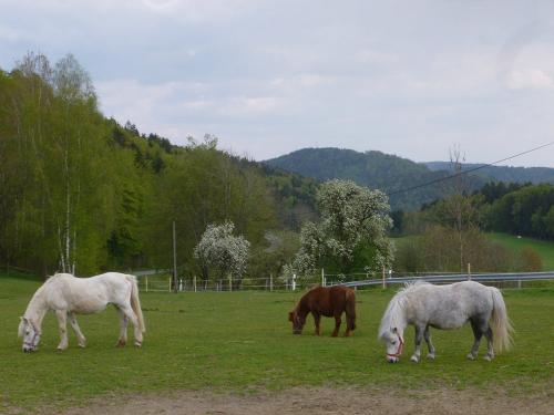 Ponys auf der Koppel