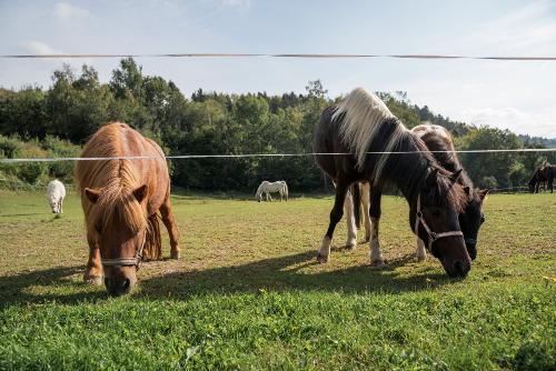 Ponys auf der Koppel