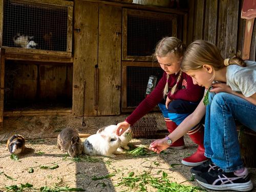 im Kaninchenfreilauf