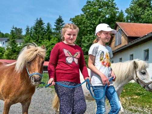 Ponys auf die Koppel führen
