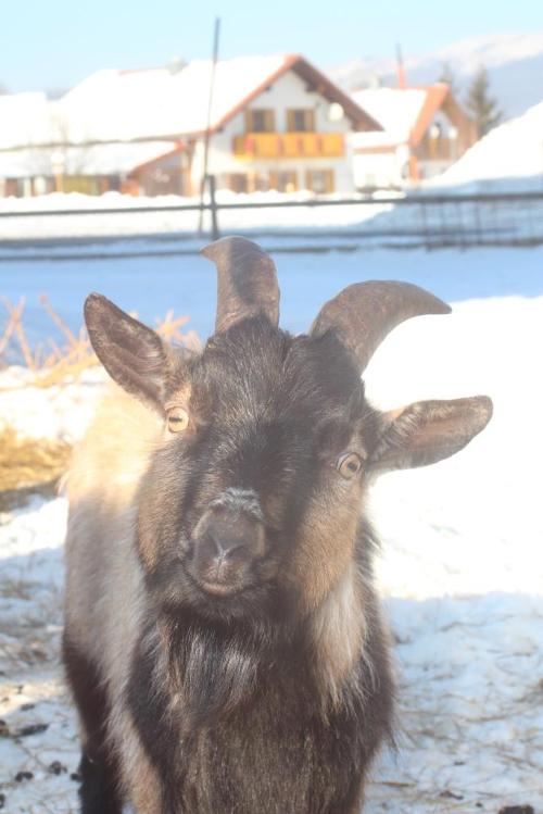 Ziege im Winter
