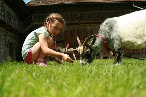 Tiere am Gründingerhof