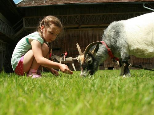 Tiere am Gründingerhof Tiere am Gründingerhof