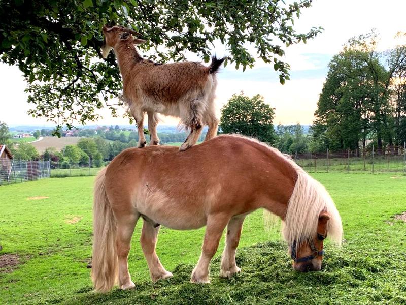 Ziege Leni auf Pony Fritzl