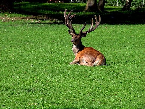 Hirsche / Rotwild