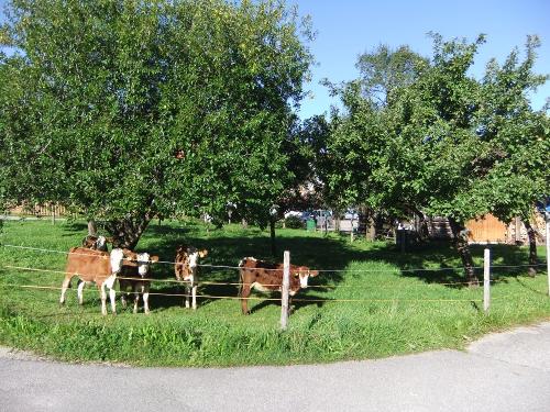 Kälber im Obstgarten