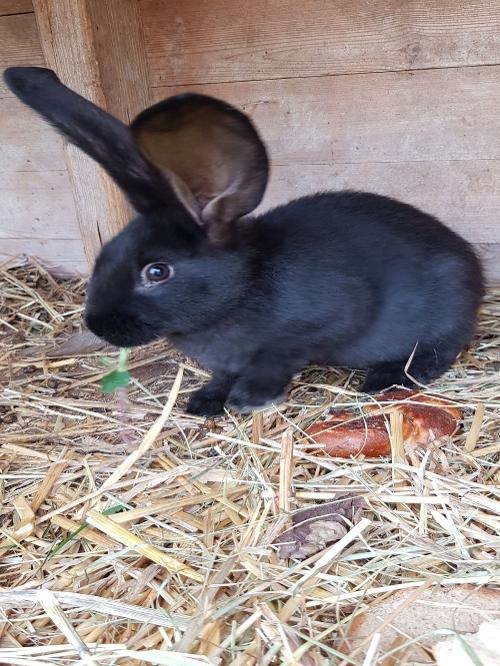 Niedlicher Hase