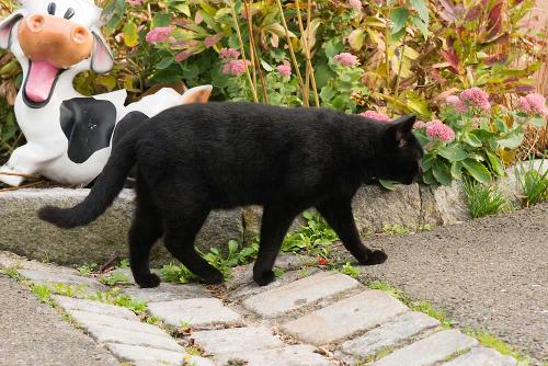 Eine unserer Katzen