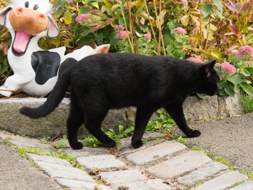 Katzen zum Kuscheln und Streicheln