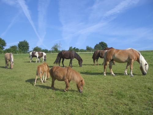 Ponies auf der Weide