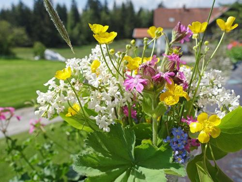 Wiesen und Wälder - Ruhe