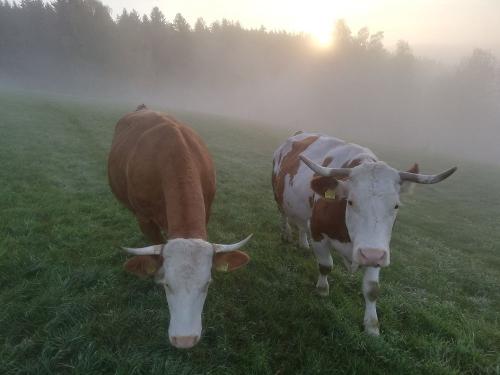 Sonnenaufgang auf der Weide