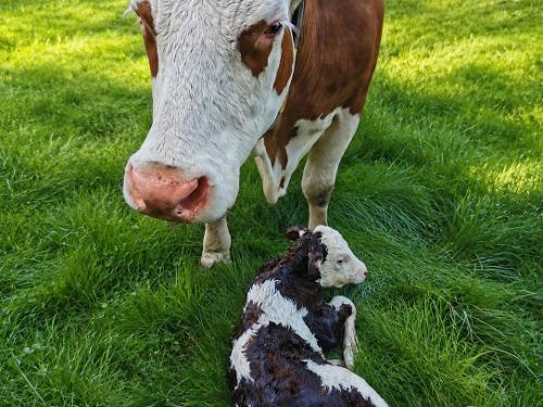 Kuh mit Kalb auf der Weide Kuh mit Kalb auf der Weide