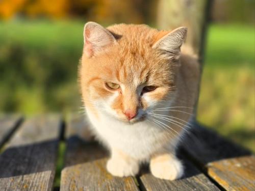 Kater in der Sonne Kater in der Sonne