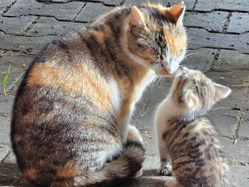 Katzenfamilie Katzenfamilie