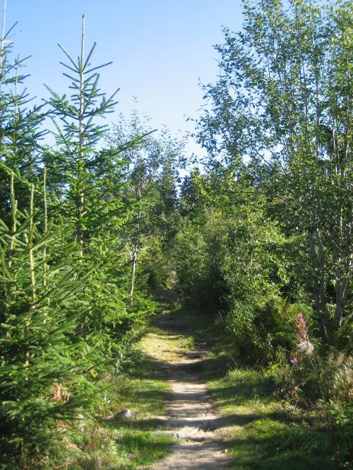 Wanderweg zum Lusen