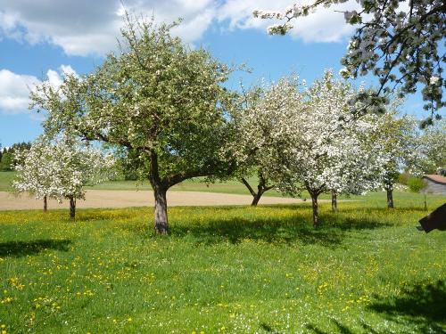 Obstgarten mit Spielplatz