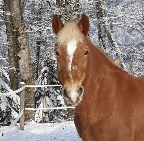 Pferd Minka