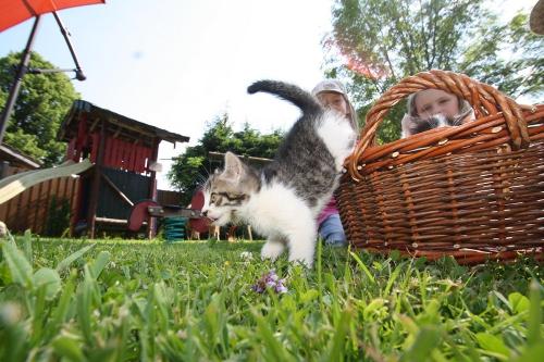 Katzen