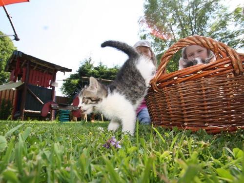 Katzen