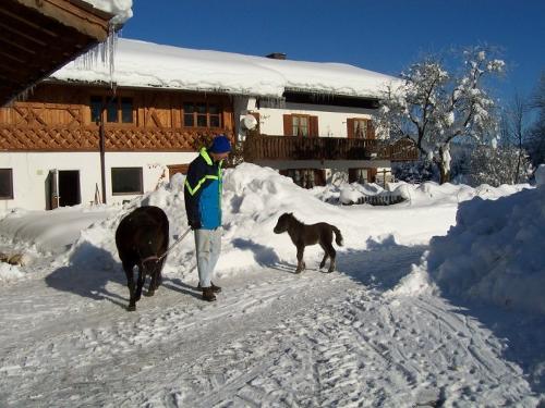 ponywinter