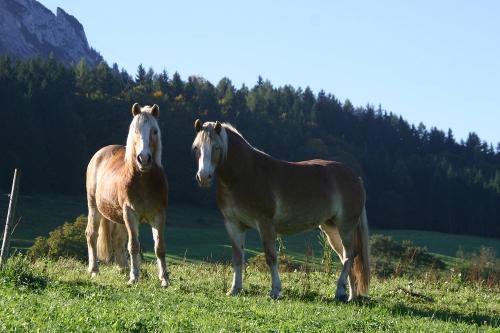 Unsere Pferde