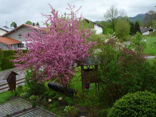 Kirschblüte