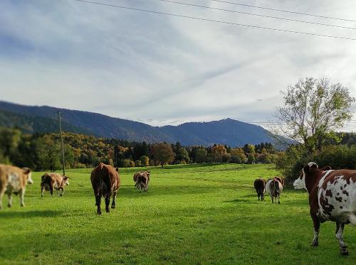 Kühe auf dem Weg von der Weide zum Melken