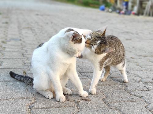 Unser Katzen