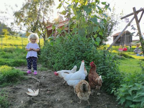 Besuch bei den Hühnern
