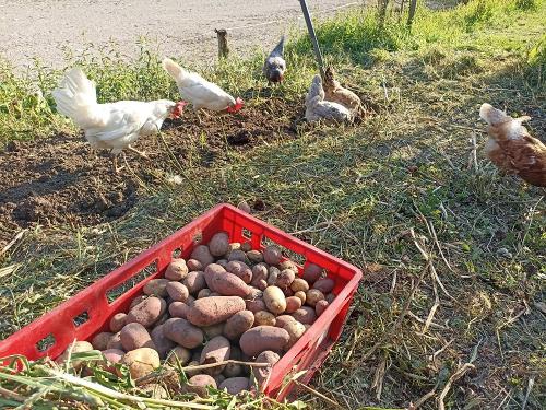unsere Hühner helfen bei der Kartoffelernte