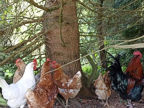 glückliche, freilaufende Hühnerschar