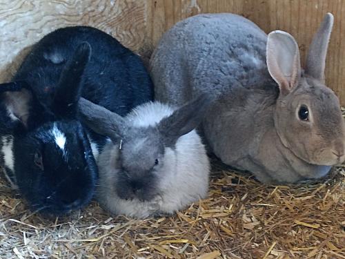 Gini, Chamilla & Isa