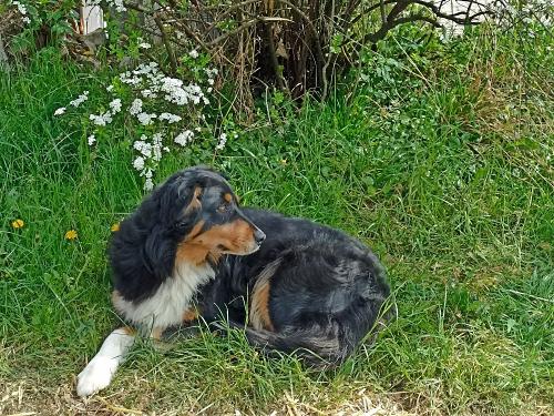 unsere liebe Hofhündin Nora