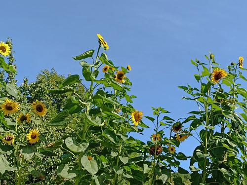 Sommersonnenblumen