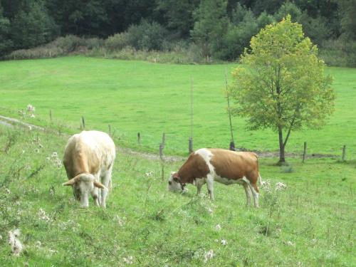 Weidehaltung