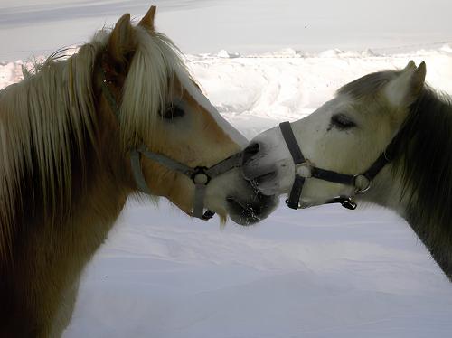 Unsere_Pony_s Unsere_Pony_s