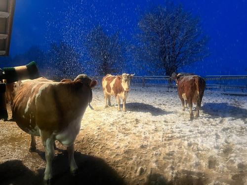Kühe im Schnee