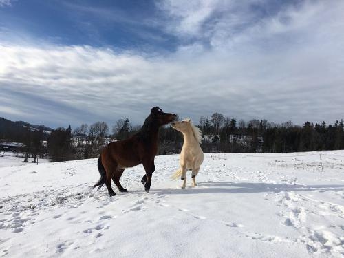 Pony-Spiel